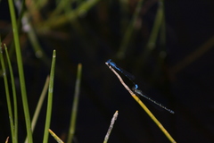 Austroagrion cyane