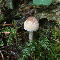 Psathyrella hymenocephala