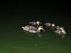 Anas bahamensis galapagensis