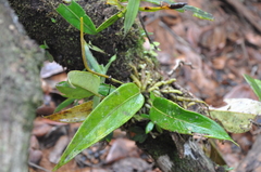 Anthurium crassiradix