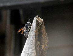 Allorhynchium argentatum