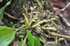 Anthurium crassiradix