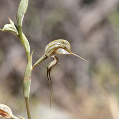 Pterostylis biseta