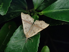 Hypena strigata