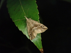 Hypena pulverulenta