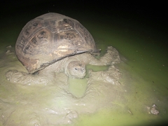 Chelonoidis niger porteri