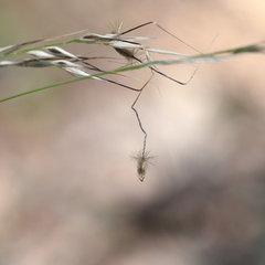 Austrostipa blackii