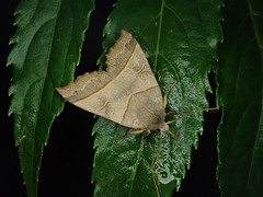 Telorta acuminata