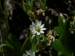 Alsineae