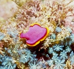 Pseudoceros ferrugineus