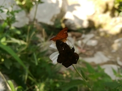 Polyctor enops