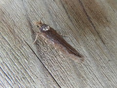 Ypsolopha distinctata