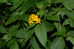 Lasianthaea ceanothifolia