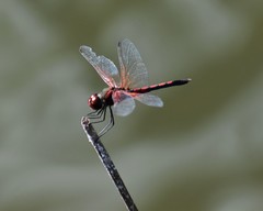 Celithemis bertha