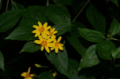 Lasianthaea ceanothifolia