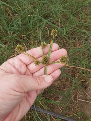 Cyperus retrorsus