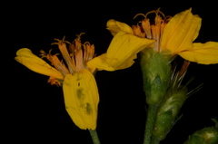 Lasianthaea ceanothifolia