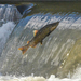 Chinook Salmon - Photo (c) naturegirl99, some rights reserved (CC BY-NC)