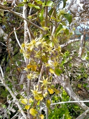 Clematis cunninghamii