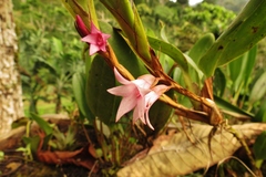 Maxillaria schlechteriana
