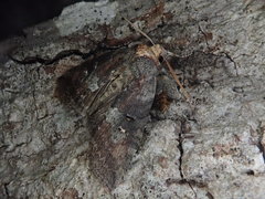 Epipsestis nikkoensis