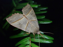 Telorta acuminata