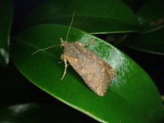 Rhynchaglaea fuscipennis