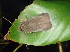 Rhynchaglaea fuscipennis