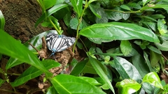 Cyclosia papilionaris
