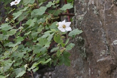Rubus neomexicanus