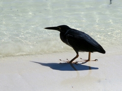 Butorides striata sundevalli