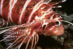 Pterois sphex