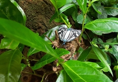 Cyclosia papilionaris