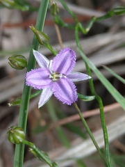 Thysanotus patersonii