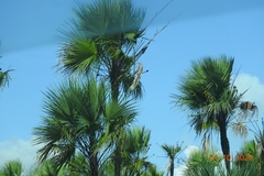 Coccothrinax readii, photograph (c) Sebastián de Jesús Herrera Buenfil, some rights reserved (CC BY)