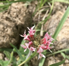 Trifolium polymorphum