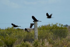 Zanda funerea funerea