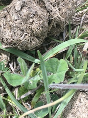 Trifolium polymorphum