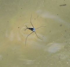 Halobates sobrinus