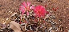 Calliandra longipes