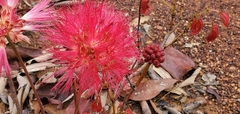 Calliandra longipes