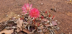 Calliandra longipes