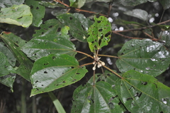 Hampea appendiculata