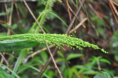 Olyra standleyi