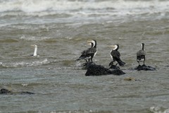 Phalacrocorax varius hypoleucos