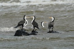 Phalacrocorax varius hypoleucos