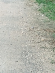 Fluvicola nengeta