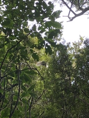 Urodynamis taitensis