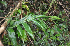 Olyra standleyi