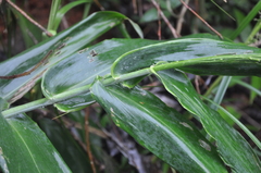 Olyra standleyi
